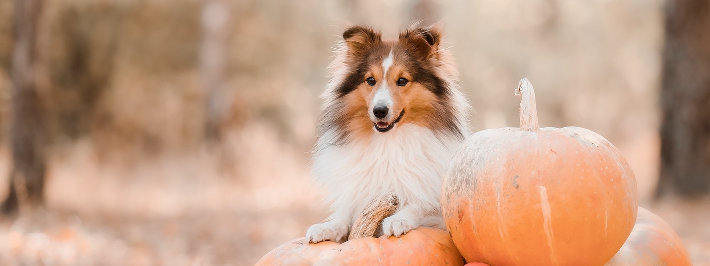 Sheltie dog sitting on top of pumpkin pile